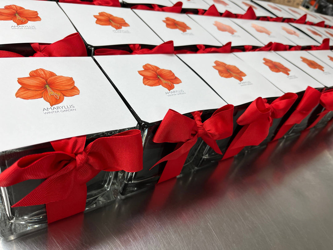 Amaryllis Winter Garden | Christmas Gift | Best Seller