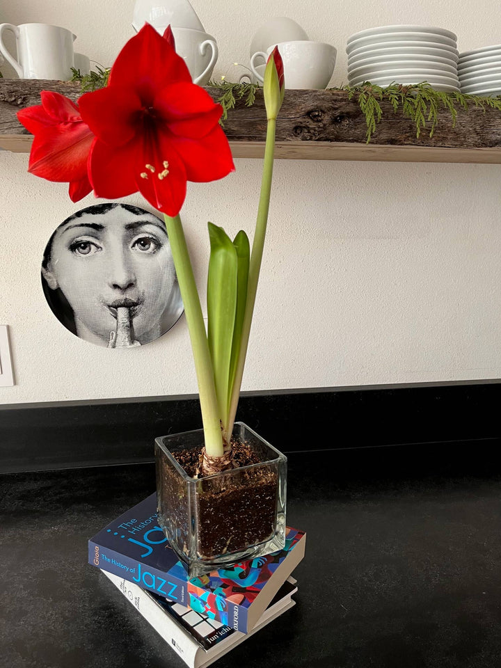 Amaryllis Winter Garden | Christmas Gift | Best Seller